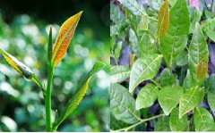 安溪鐵觀(guān)音純種茶樹(shù)與非純種茶樹(shù)的區(qū)別