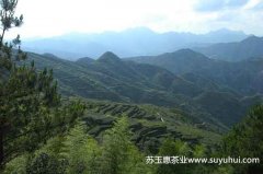 為什么最好的鐵觀(guān)音產(chǎn)地是福建安溪