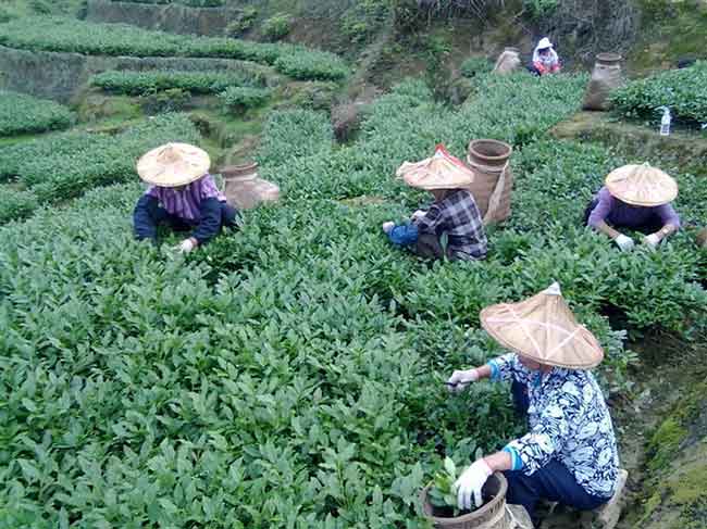鐵觀音茶青一斤多少錢