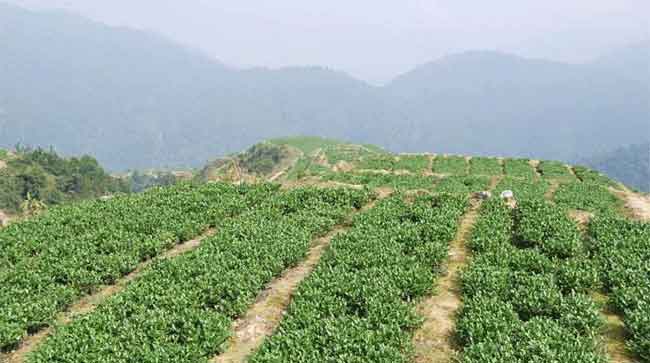 福田鐵觀音產(chǎn)地