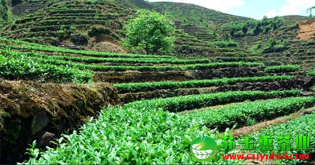 高山鐵觀音茶質(zhì)量好嗎