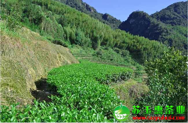 鐵觀音茶葉主產(chǎn)區(qū)