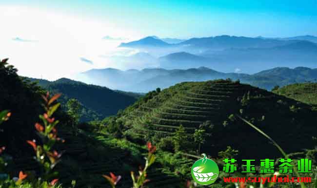 什么是安溪鐵觀音茶莊園
