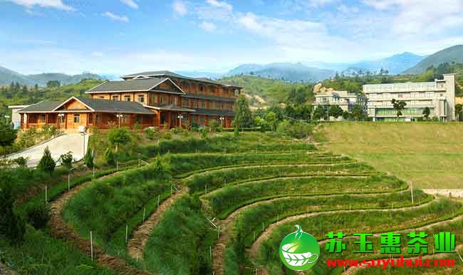 什么是安溪鐵觀音茶莊園