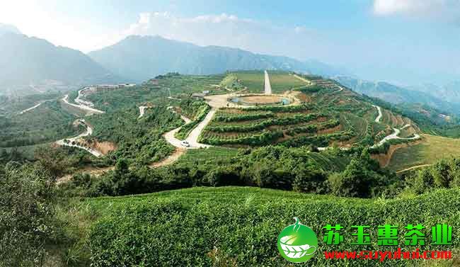 什么是安溪鐵觀音茶莊園