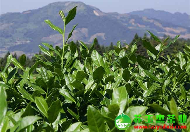 高檔鐵觀音茶需要有好的茶青原料
