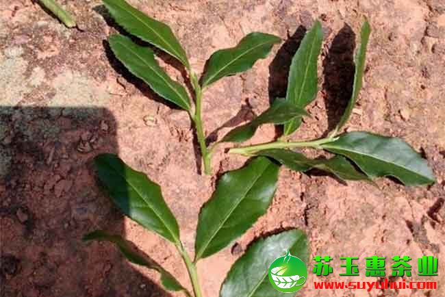 鐵觀音茶的采摘標(biāo)準(zhǔn)、方法 天氣對鐵觀音茶品質(zhì)有何影響