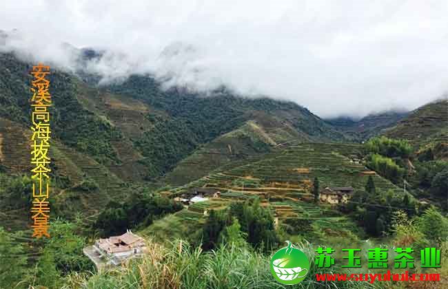 鐵觀音秋茶的產(chǎn)地收購價(jià)格是多少？毛茶與凈茶如何辨別