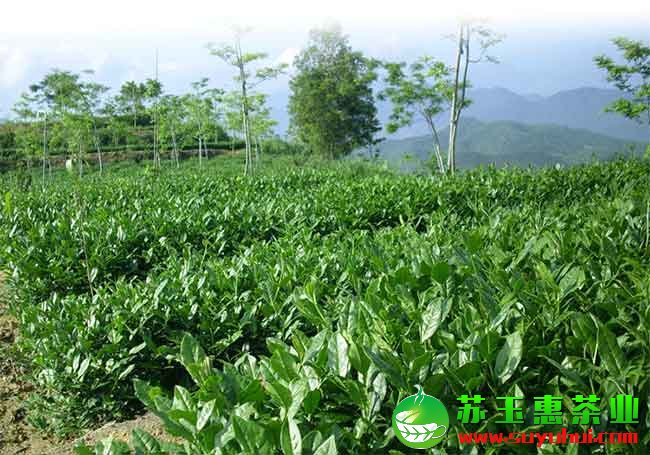 有機(jī)鐵觀音的標(biāo)準(zhǔn)和安溪有機(jī)鐵觀音的獨(dú)特功效