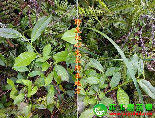 野生鐵觀音茶的市場價格多少錢一斤?