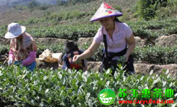 幾斤鐵觀音鮮葉可以出一斤精制茶