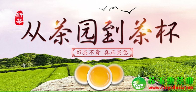 安溪鐵觀音春茶特級(jí)濃香型茶葉價(jià)格 小泡罐禮盒裝批發(fā)
