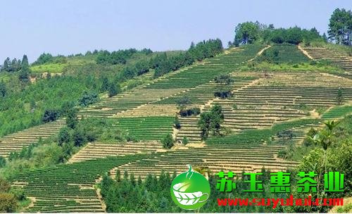 安溪鐵觀音春茶什么時候上市 鐵觀音春茶有什么特色