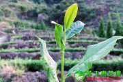 鐵觀音茶簡單實(shí)用的存儲方法