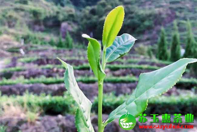 鐵觀音茶簡單實用的存儲方法