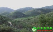 安溪鐵觀音有哪些茶區(qū)呢