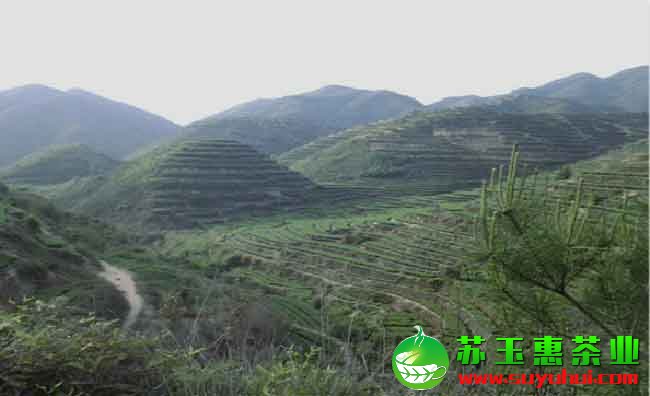 安溪鐵觀音有哪些茶區(qū)呢