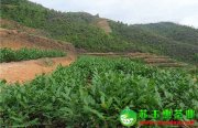 鐵觀音清香茶、濃香茶、碳培茶、正味茶、拖酸茶等制作工藝詳解
