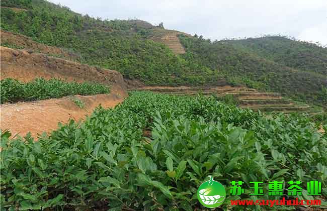 鐵觀音清香茶、濃香茶、碳培茶、正味茶、拖酸茶等制作工藝詳解