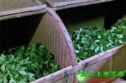 鐵觀音是怎么加工的呢？鐵觀音的搖青技術