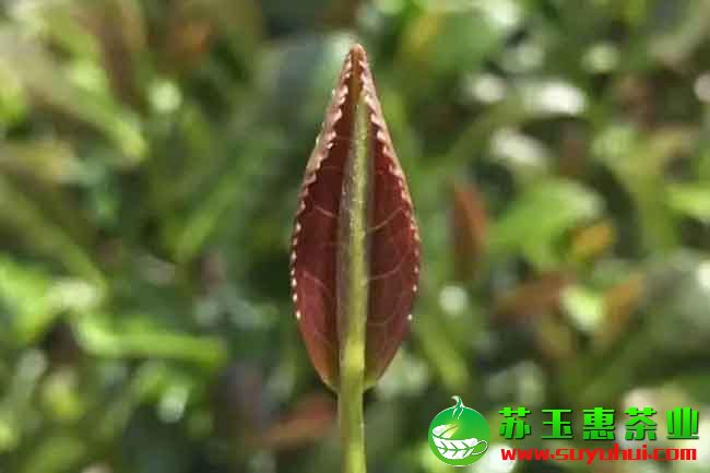 鐵觀音原產(chǎn)地主產(chǎn)區(qū)在哪里？